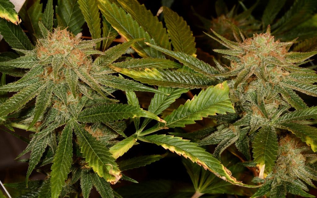 best weed strains
